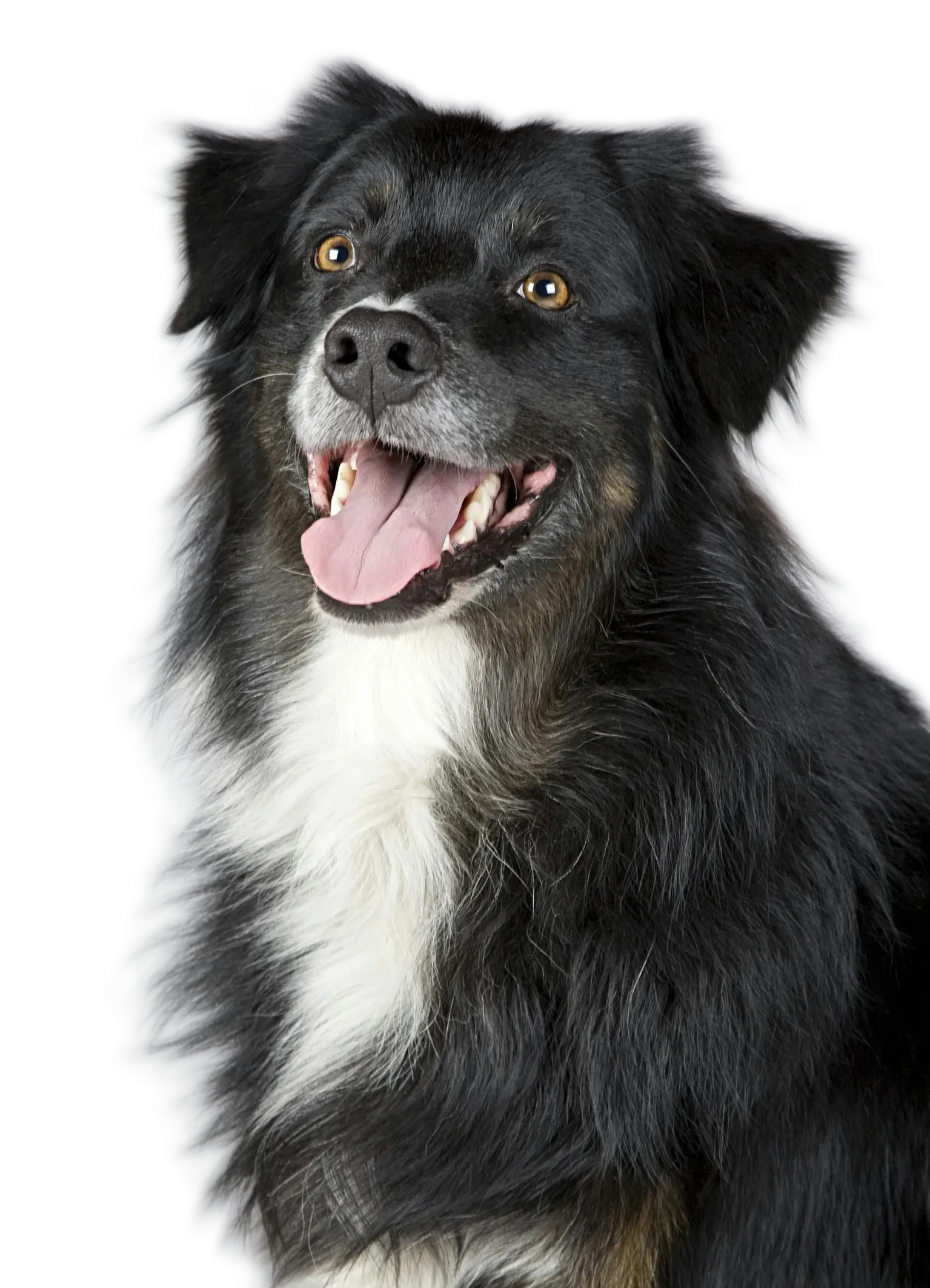 Dog enjoying the leash